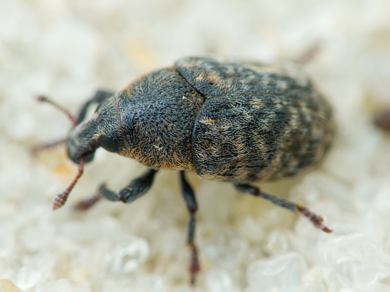 Larinus obtusus Gyllenhal, 1835